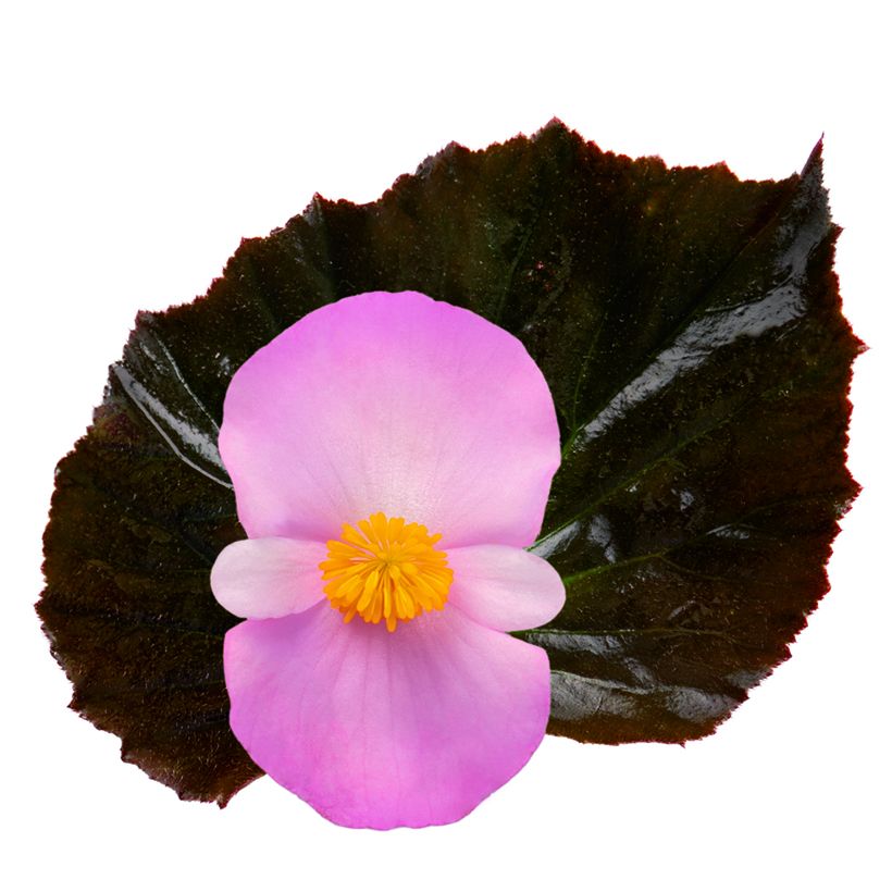 Begonia Stonehedge Light Pink Bronze Leaf seeds (Flowering)