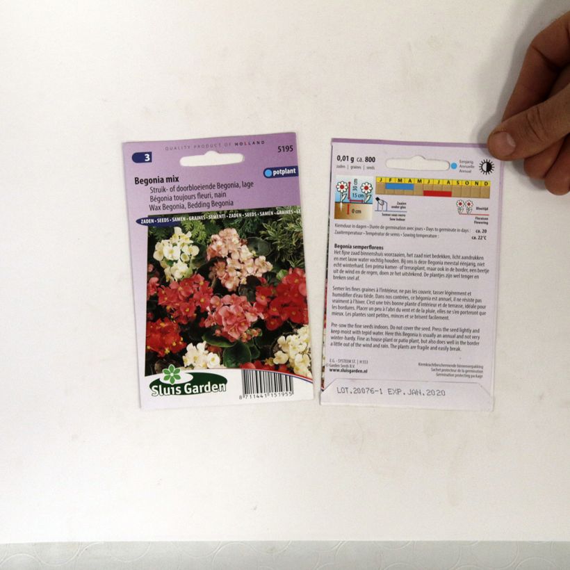 Example of Dwarf Begonia semperflorens seeds specimen as delivered