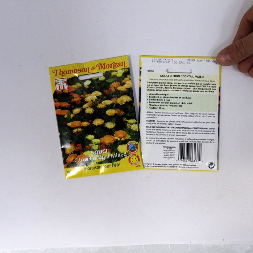 Example of Calendula officinalis Citrus Cocktail Seeds - Dwarf Pot Marigold specimen as delivered