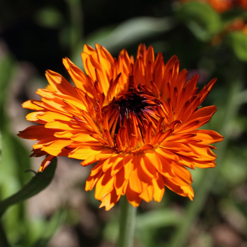 Calendula officinalis Neon Seeds - Pot Marigold (Flowering)