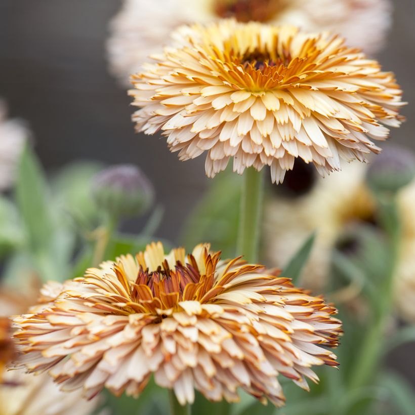 Calendula officinalis Pygmy Buff (Flowering)