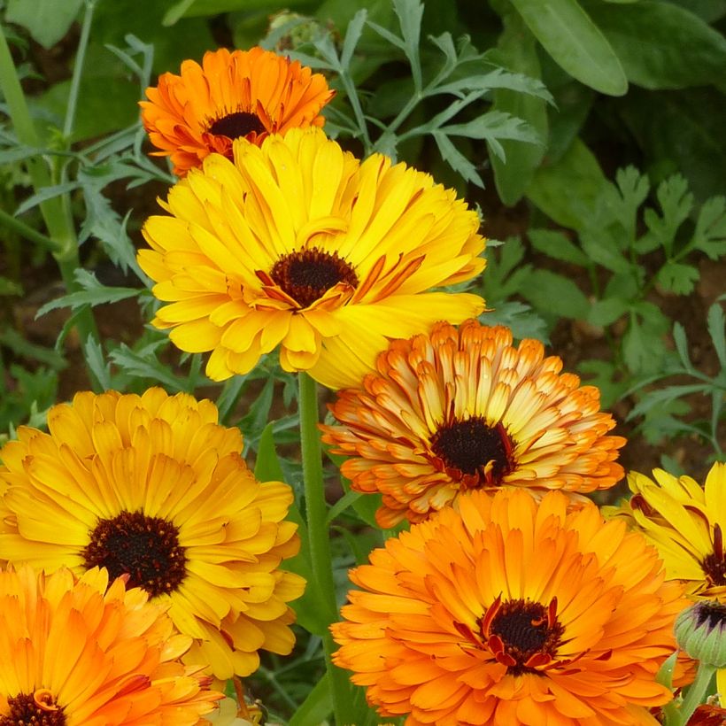 Calendula officinalis Touch Of Red Mixed - Garden Marigold seeds (Flowering)