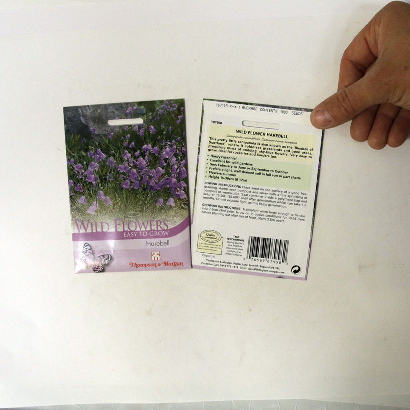 Example of Campanula rotundifolia - Scottish Bluebell Seeds specimen as delivered