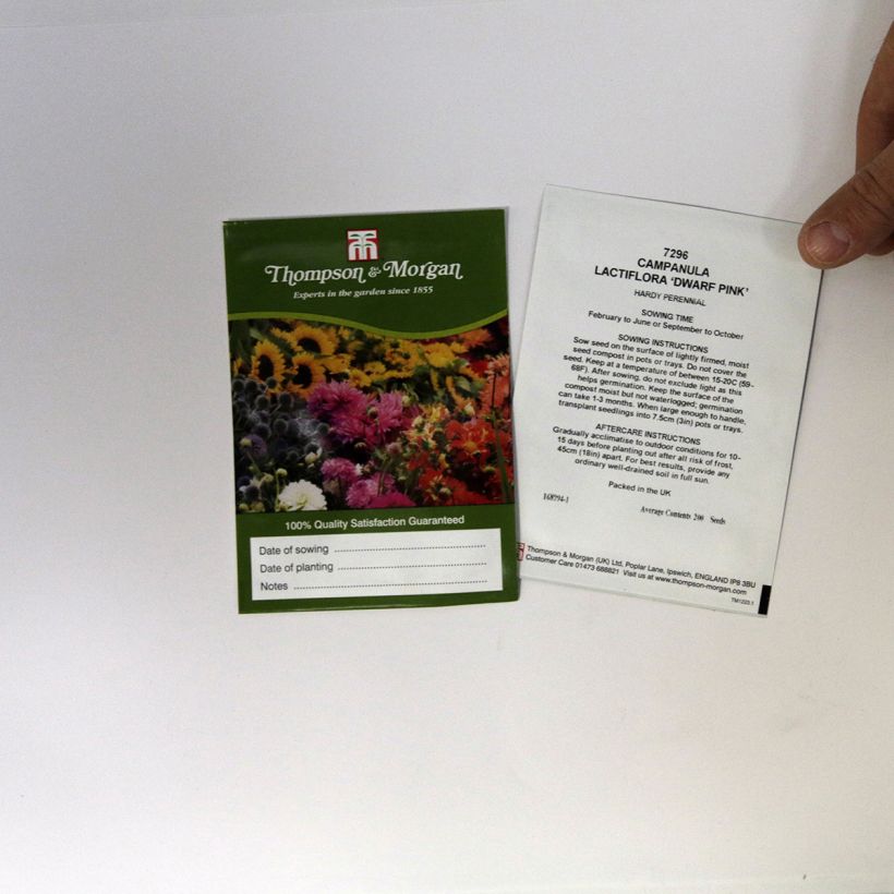 Example of Milky bellflower Dwarf Pink Seeds - Campanula lactiflora Dwarf Pink specimen as delivered