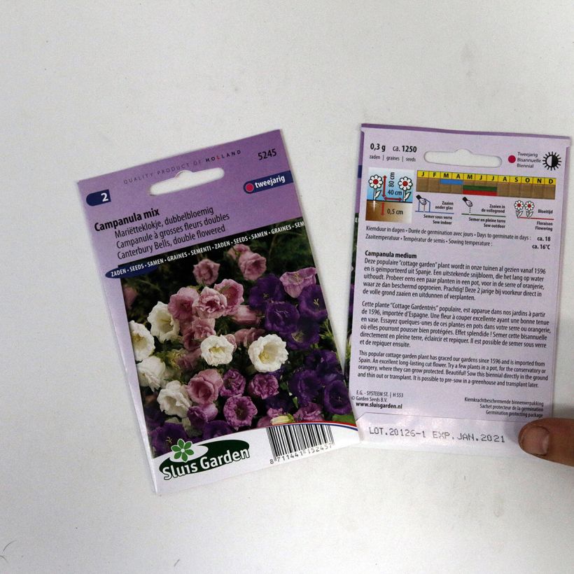 Example of Campanula medium Double-Flowered - Canterbury Bells Seeds specimen as delivered