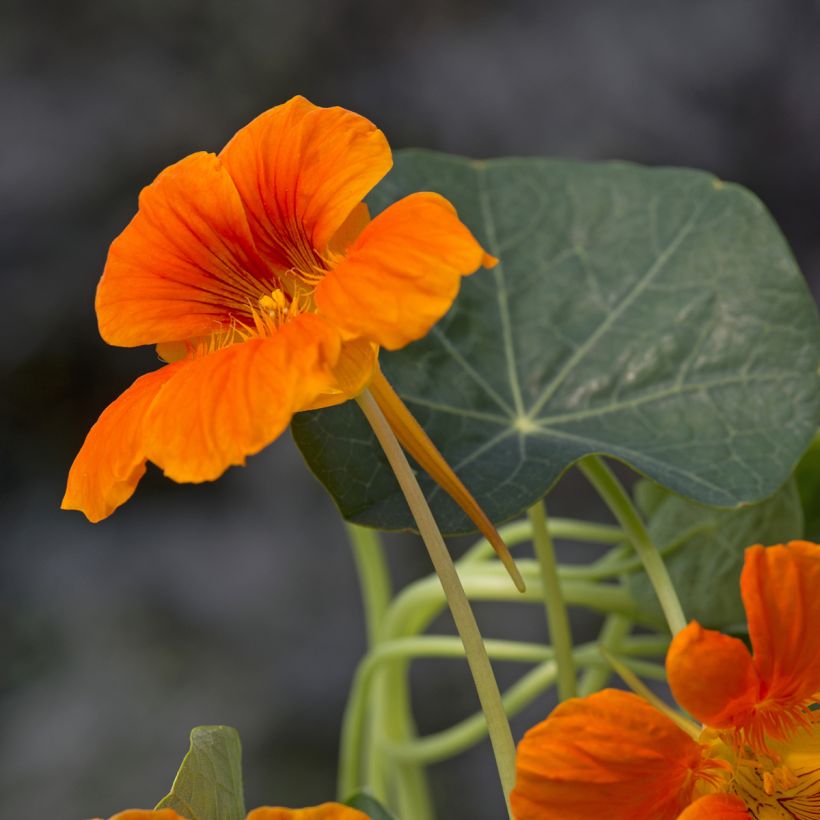 Tropaeolum Baby Orange - Dwarf Nasturtium Seeds (Flowering)