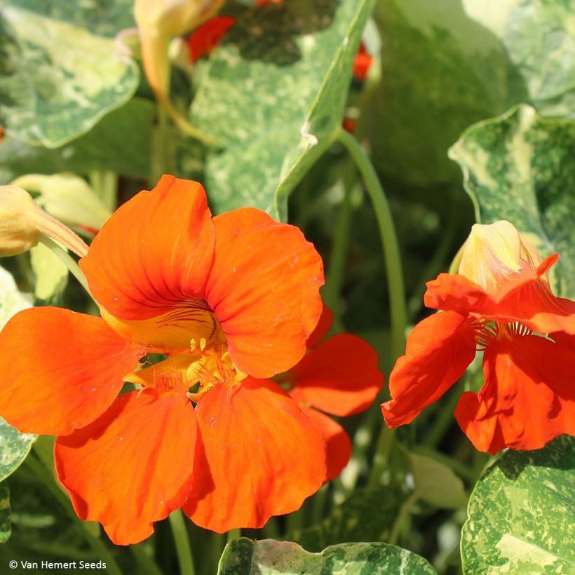 Tropaeolum Troika Orange - Nasturtium (Flowering)