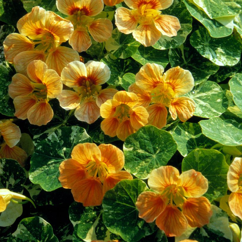 Tropaeolum Tip-Top Alaska Salmon  Seeds - Nasturnium (Flowering)