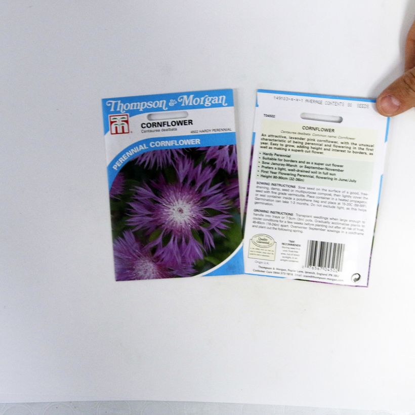 Example of Centaurea dealbata Seeds specimen as delivered
