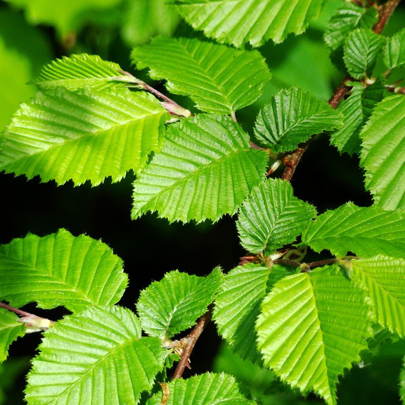 Carpinus betulus seeds - Common hornbeam (Foliage)