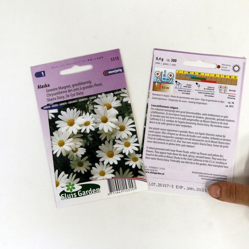 Example of Shasta daisy Alaska Seeds - Leucanthemum x superbum specimen as delivered