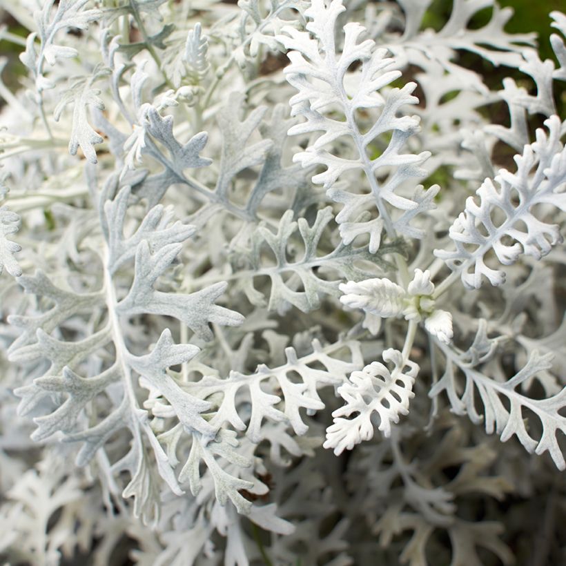 Senecio cineraria Silver Dust (Foliage)