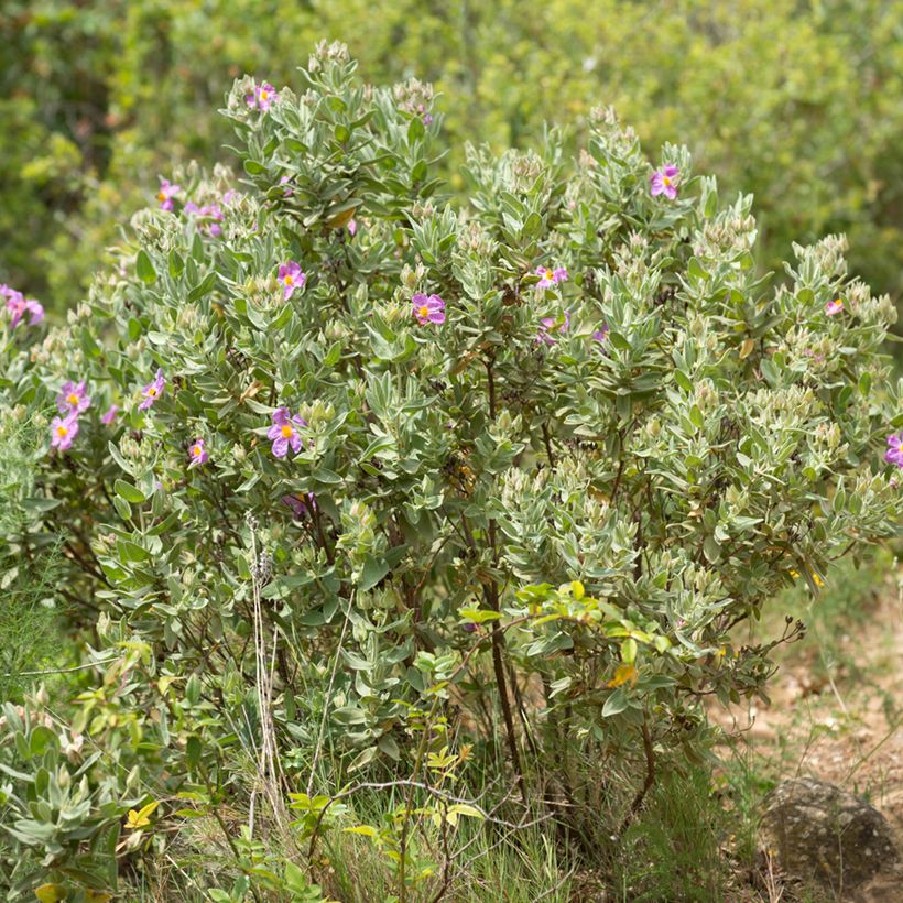 Cistus albidus seeds - White-leaved rock rose (Plant habit)