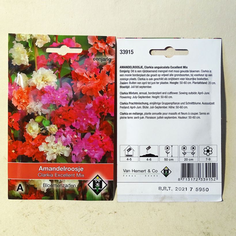 Example of Clarkia unguiculata Excellent Mix Seeds - Mountain Garland specimen as delivered