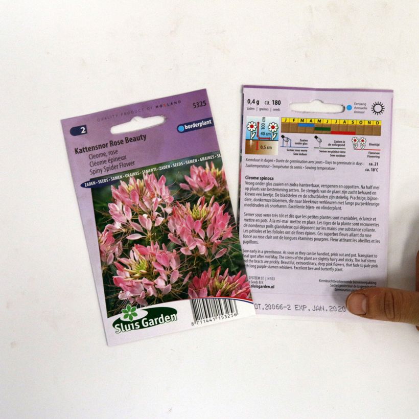 Example of Cleome spinosa Rose Beauty Seeds - Spider plant specimen as delivered