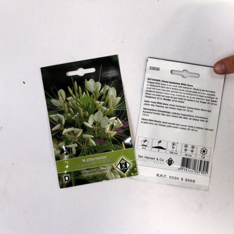 Example of Cleome spinosa White Queen Seeds - Spider plant specimen as delivered