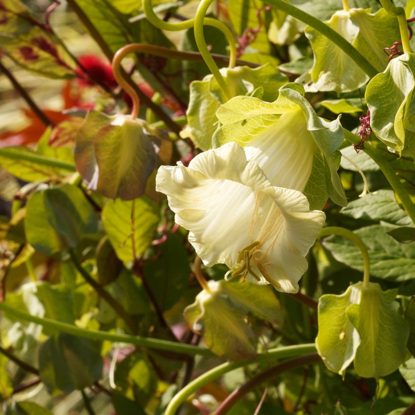 Cobaea scandens Climbing White Seeds (Flowering)
