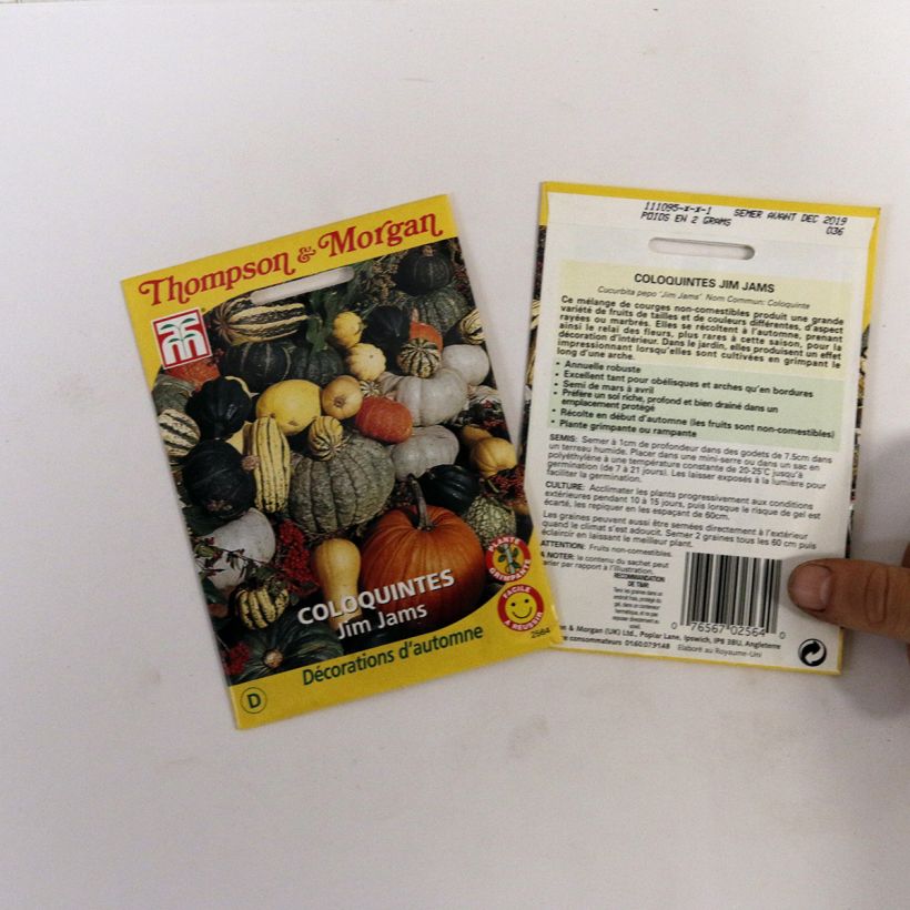 Example of Crookneck squash Jim Jams seeds - Cucurbita pepo specimen as delivered