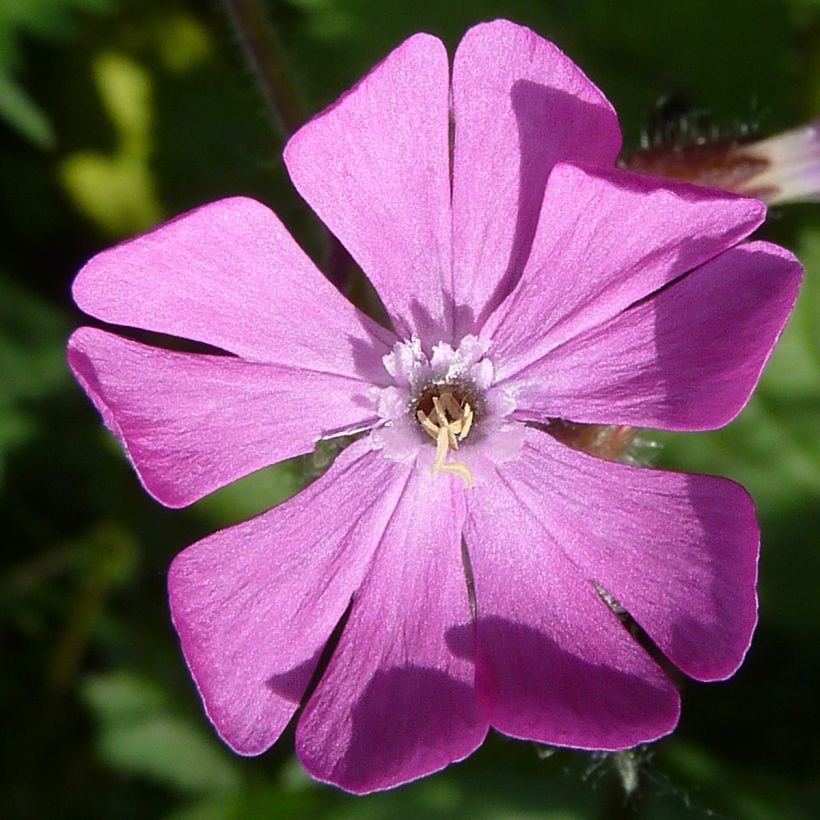 Silene dioica  (Flowering)