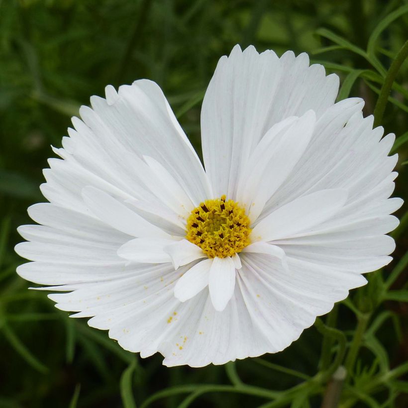 Cosmos Cupcakes White Seeds - Cosmos bipinnatus (Flowering)