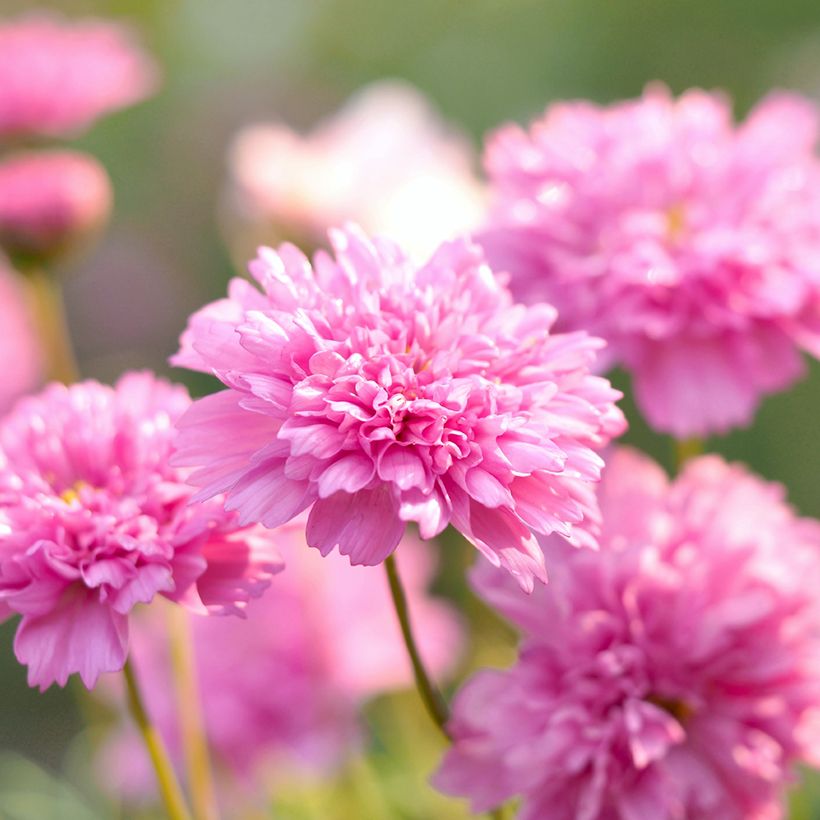 Cosmos bipinnatus Double Click Rose Bonbon Seeds (Flowering)