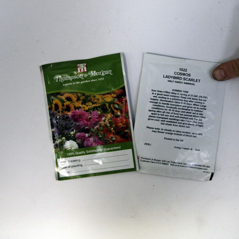 Example of Ladybird Scarlet Cosmos - Cosmos sulphureus seeds specimen as delivered
