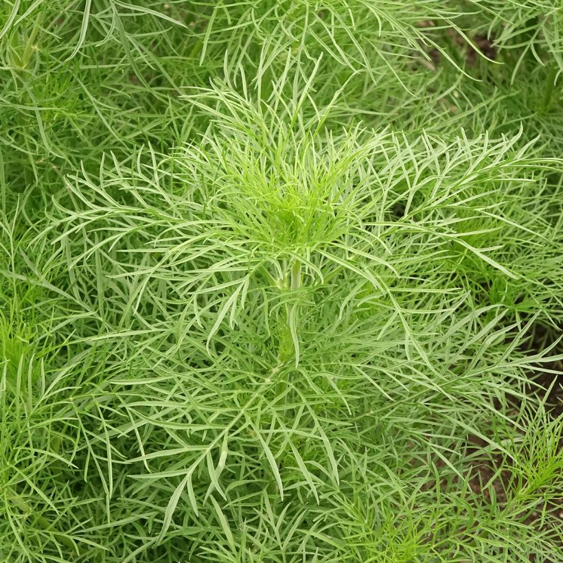 Cosmos Fandango seeds - Cosmos bipinnatus (Foliage)