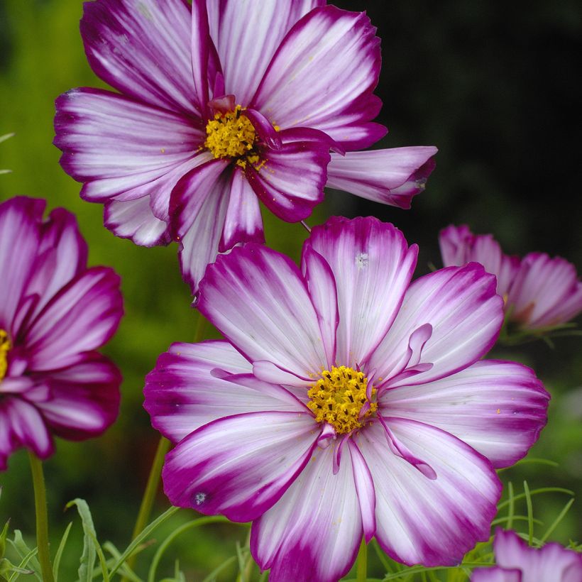 Cosmos bipinnatus Fizzy Pink - Garden Cosmos seeds (Flowering)