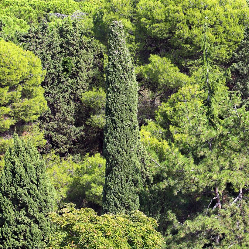 Provence Cypress - Cupressus sempervirens seeds (Plant habit)