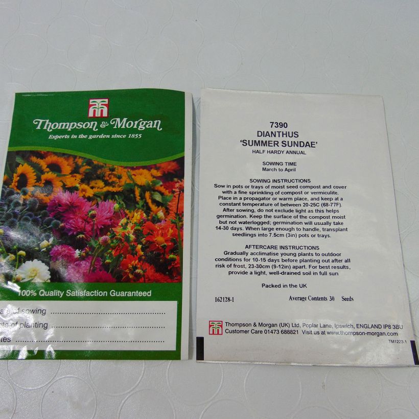 Example of Dianthus barbatus  Summer Sundae - Sweet William Seeds specimen as delivered