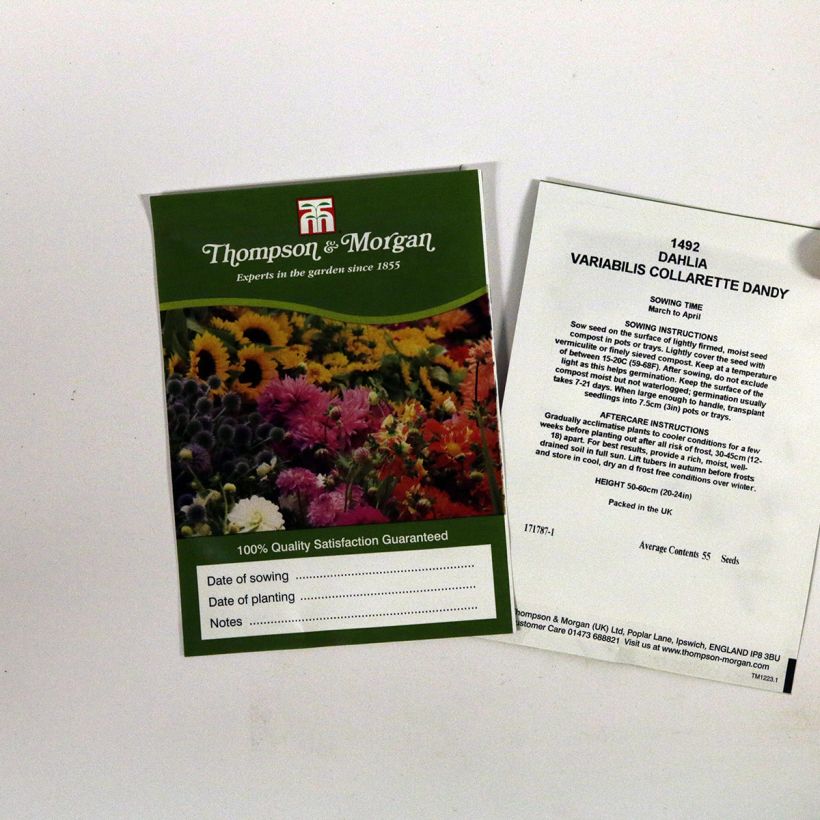 Example of Dwarf Dahlia Collarette Dandy Mix Seeds specimen as delivered