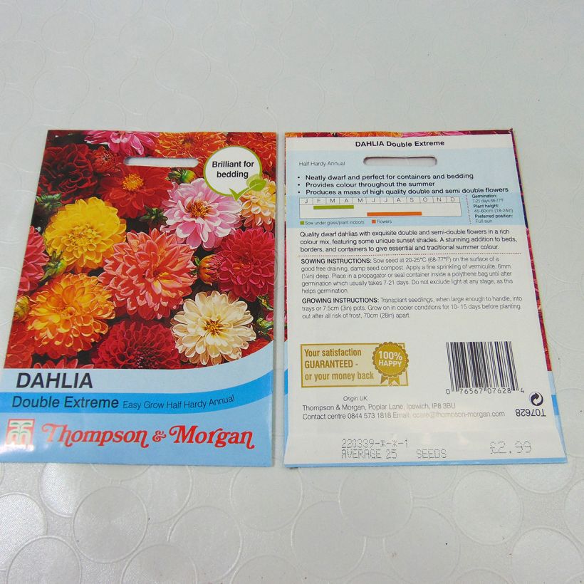 Example of Dwarf Dahlia Double Extreme Mix Seeds specimen as delivered