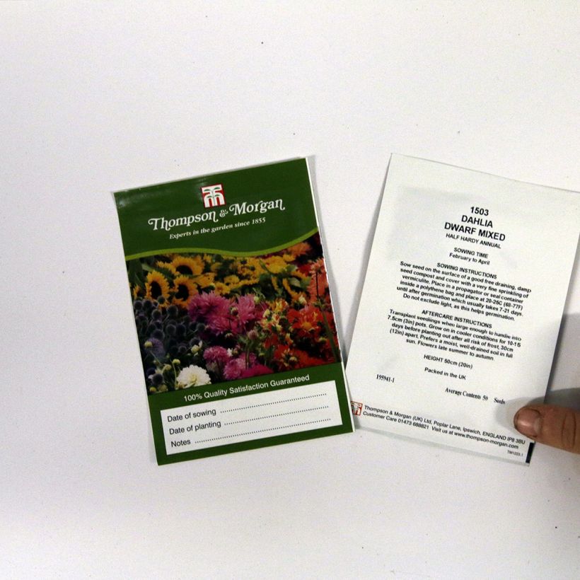 Example of Dwarf Dahlia Mixed Seeds specimen as delivered