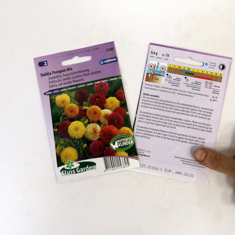 Example of Dahlia Pompon Mix Seeds specimen as delivered