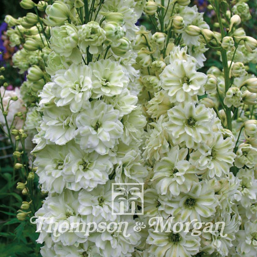 Delphinium Green Twist - Perennial Larkspur seeds (Flowering)