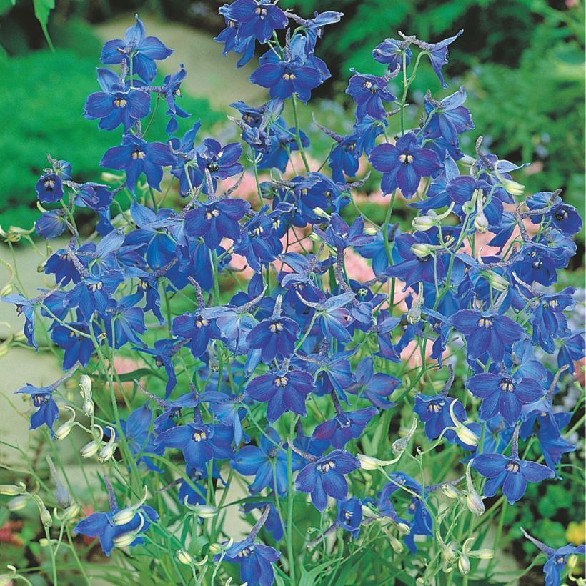 Delphinium Belladonna Oriental Blue - Candle Larkspur seeds (Flowering)