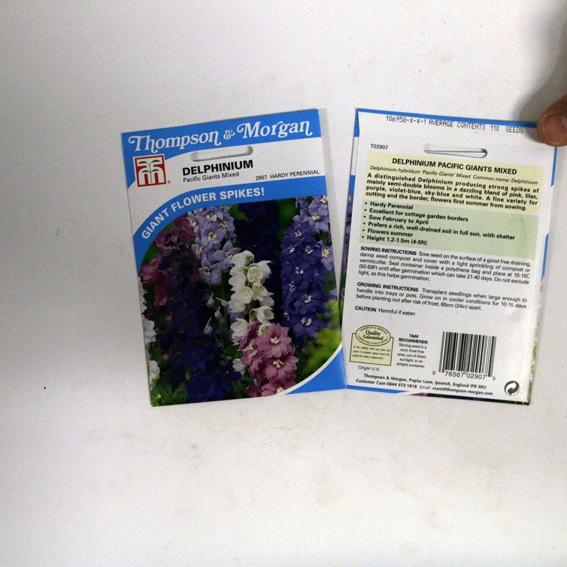 Example of Delphinium Pacific Giants Mixed Seeds - Perennial Larkspur specimen as delivered