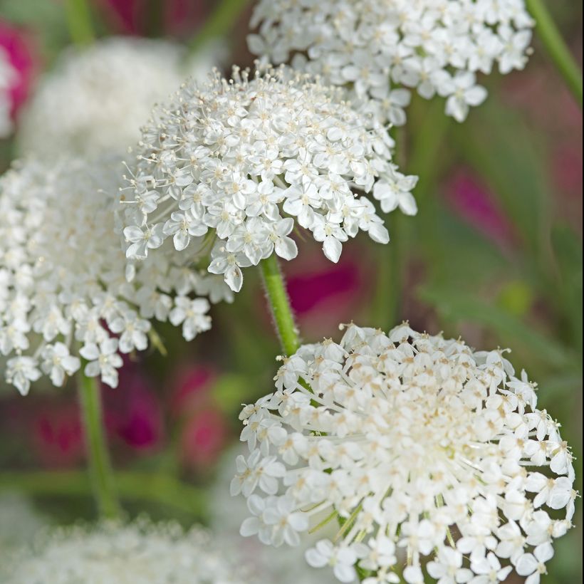 Didiscus caeruleus Lace White (Flowering)