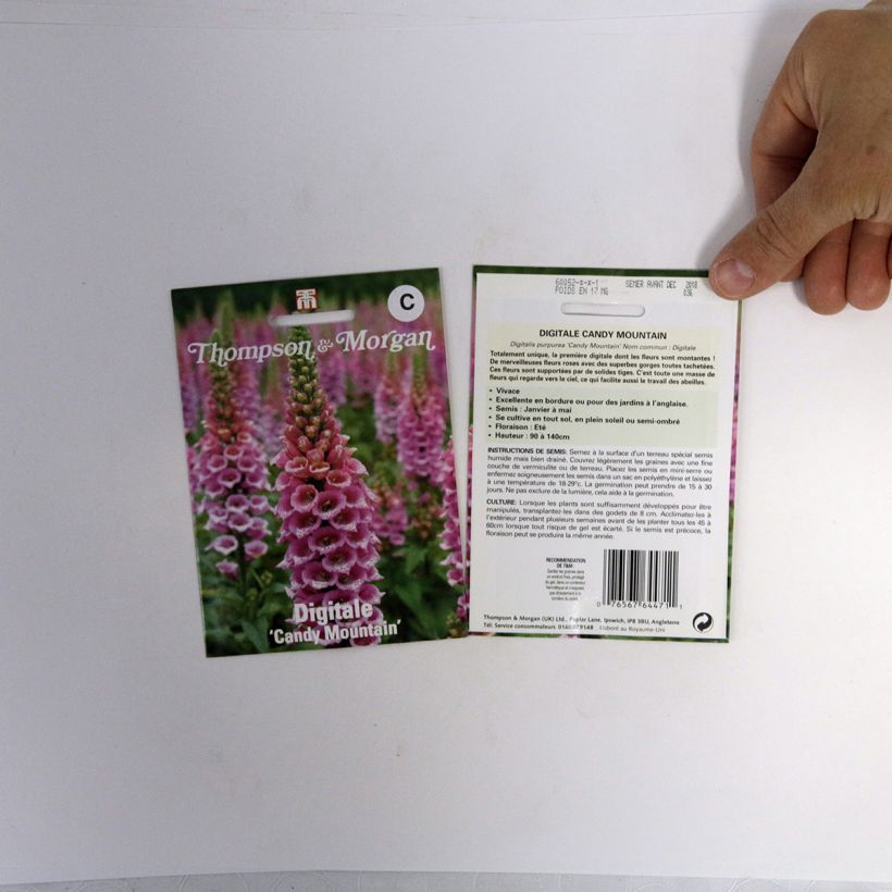 Example of Candy Mountain Foxglove - Digitalis purpurea seeds specimen as delivered