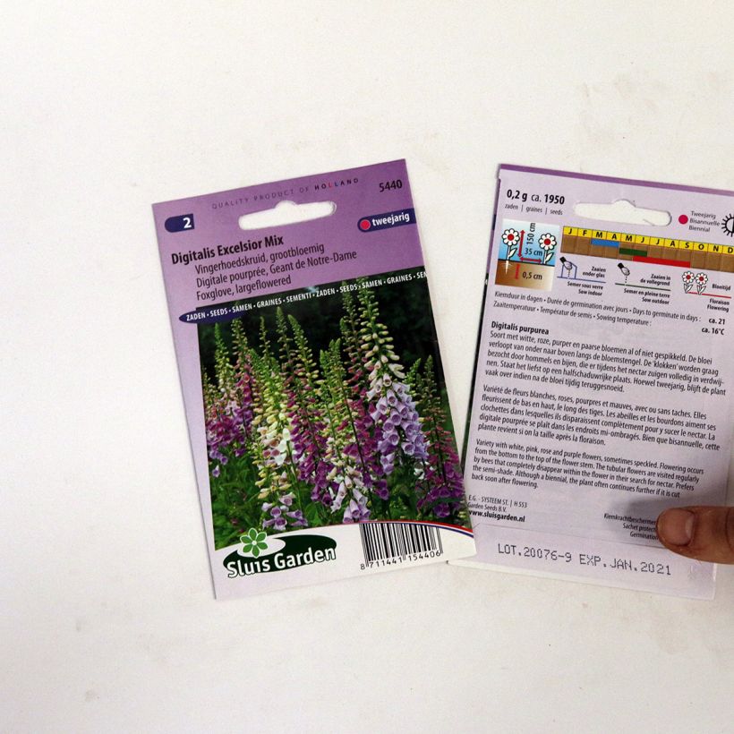 Example of Foxglove Exclesior Mix Seeds - Digitalis purpurea specimen as delivered