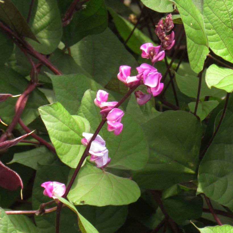 Dolichos Ruby Moon - Lablab Bean seeds (Flowering)