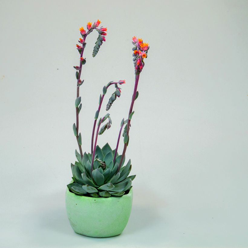 Echeveria peacockii Urban Orange seeds (Plant habit)