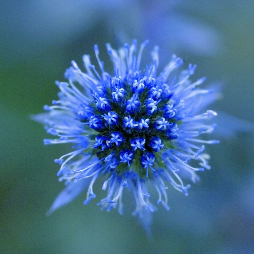 Eryngium planum Blue Glitter seeds - Flat Sea Holly, Blue Eryngo, Blue Sea Holly (Flowering)