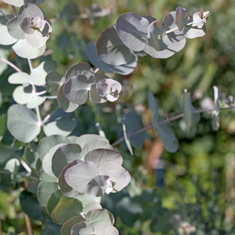 Eucalyptus cinerea - Argyle Apple seeds (Foliage)