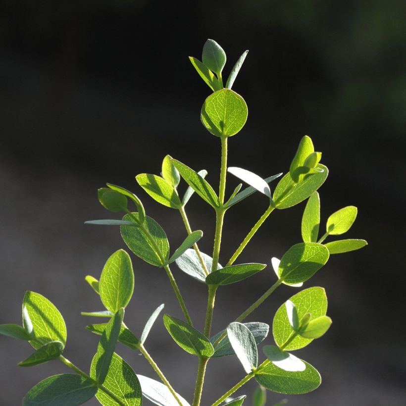 Eucalyptus parvula Boxwood - Small-leaved Gum (Foliage)