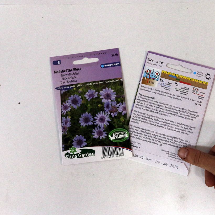 Example of Felicia heterophylla The Blues per pack of 140 seeds specimen as delivered