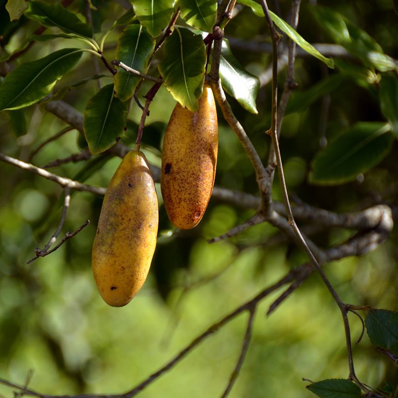 Passiflora tripartita var. mollissima seeds - Curuba (Harvest)