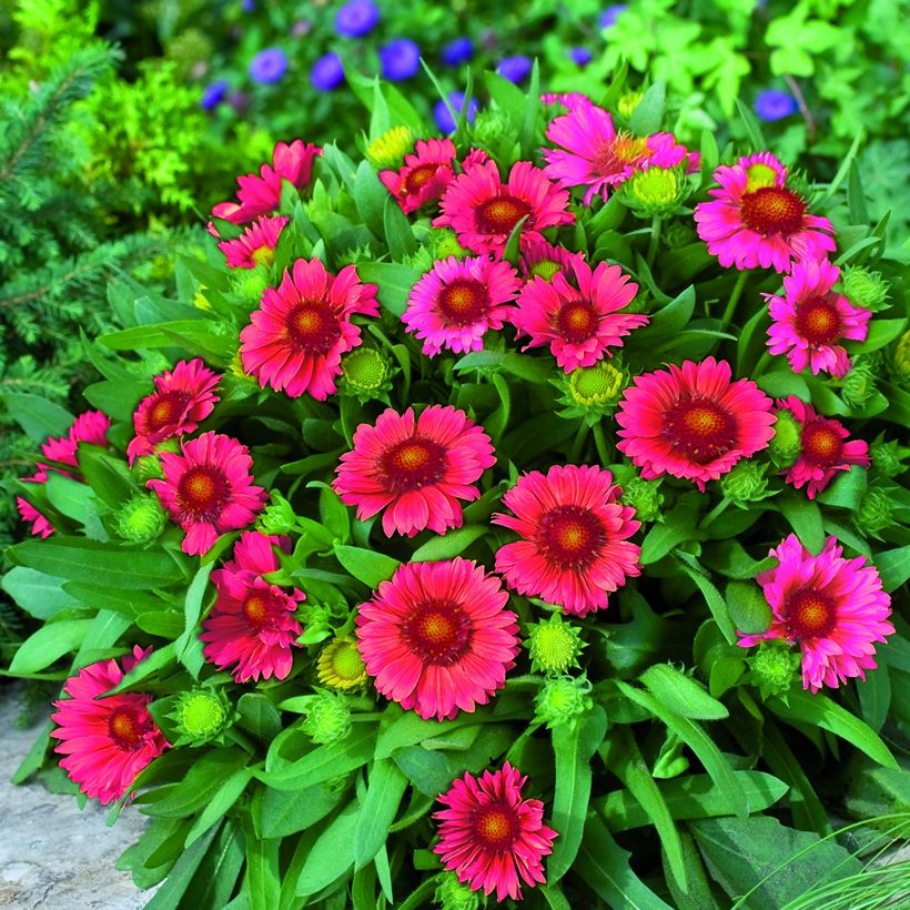 Gaillardia Arizona Red Shades Seeds (Plant habit)