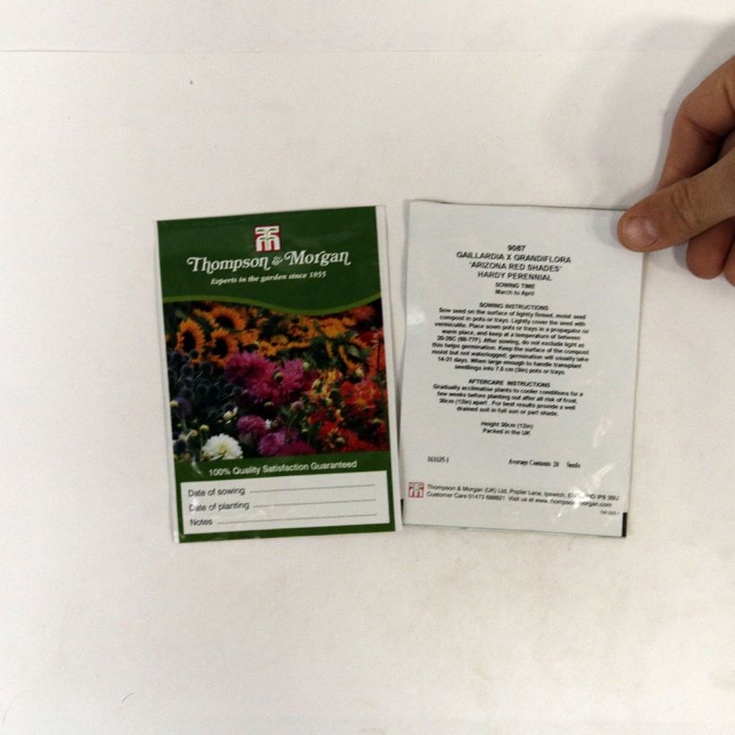 Example of Gaillardia Arizona Red Shades Seeds specimen as delivered
