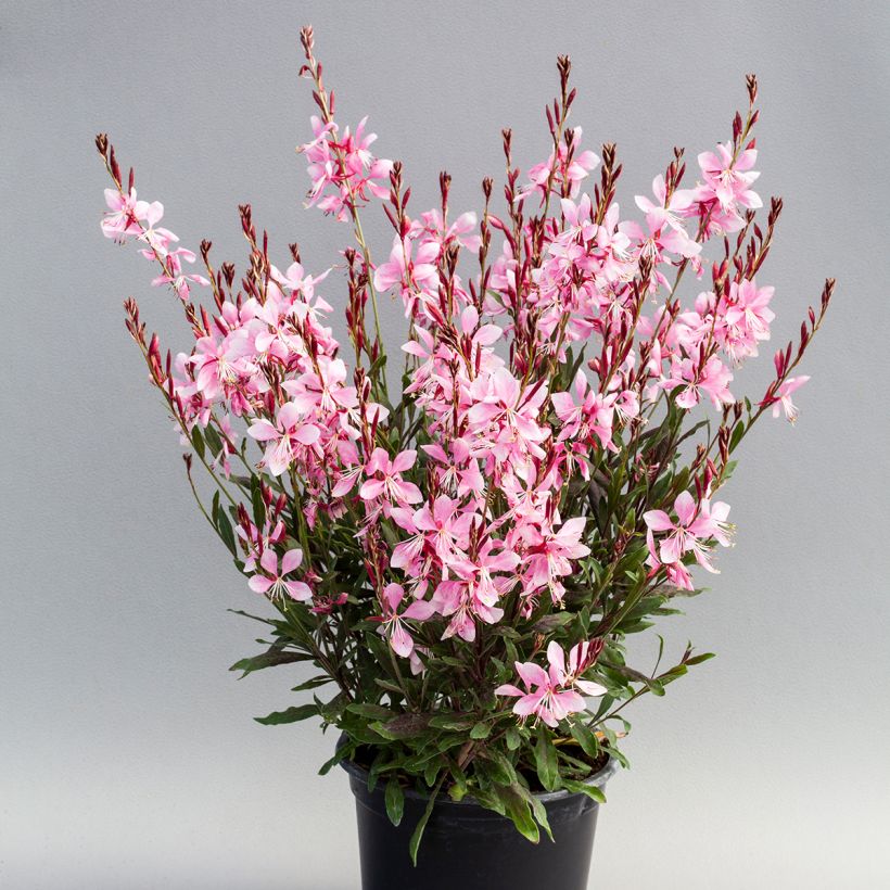 Gaura lindheimeri Emmeline Pink Bouquet - seeds (Plant habit)